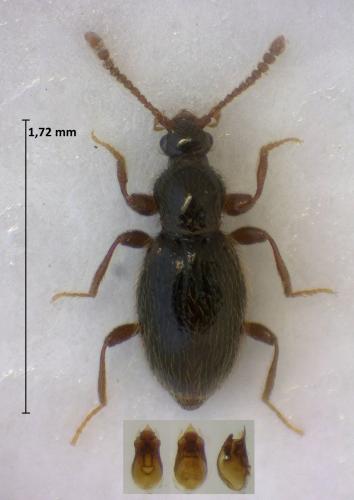 Réf. 320 005 : Stenichnus collaris subseriatus
